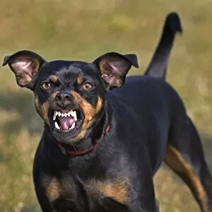 Images Dated 22nd March 2011: Dog - Manchester Terrier snarling