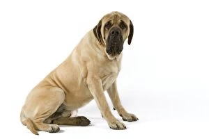 Dog - Mastiff