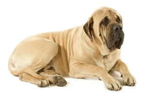 Dog - Mastiff - Lying down