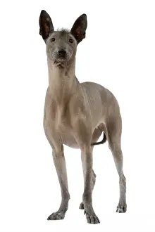 Dog - Mexican Hairless