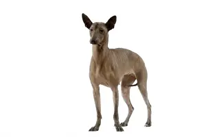 Dog - Mexican Hairless