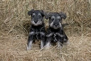 Straw Gallery: DOG Mini Schnauzer puppies in hay