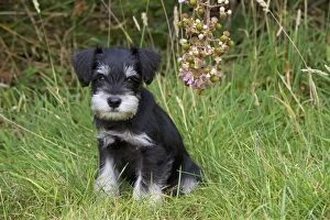 Dog - Mini Schnauzer puppy