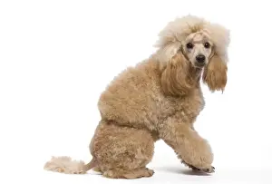 Barbone Prints: Dog - Miniature Apricot Poodle