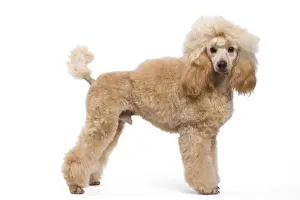 Dog - Miniature Apricot Poodle