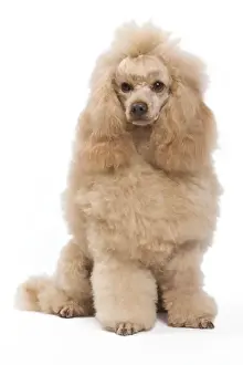 Dog - Miniature Apricot Poodle