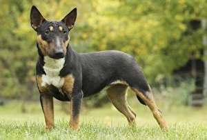 DOG - Bull Terrier, standing