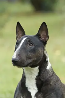 Minature Prints: Dog - Miniature Bull Terrier