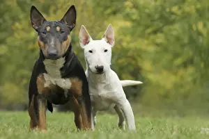 Dog - Miniature Bull Terrier