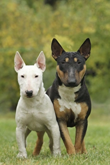 DOG - Bull Terrier, standing