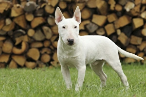 DOG - Bull Terrier, standing