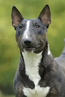 Images Dated 27th October 2011: Dog - Miniature Bull Terrier