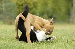 Dog - Miniature Bull Terrier - playing with Black & White Cat