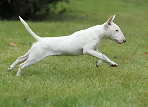 Dog - Miniature Bull Terrier - running