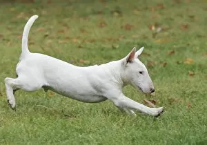 Bull Terriers Gallery: Dog - Miniature Bull Terrier - running