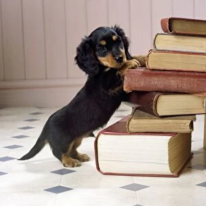 Books Gallery: Dog - Miniature Long-haired Dachshund