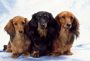 DOG - three Miniature Long Haired Dachshund
