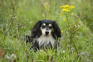 DOG - Miniature long haired dachshund