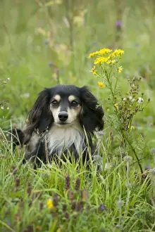 Minature Prints: DOG - Miniature long haired dachshund