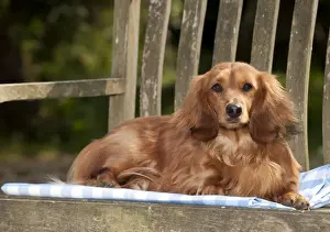 DOG - Miniature long haired dachshund laying on bench