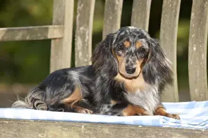 Rest Prints: DOG - Miniature long haired dachshund laying on bench