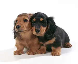 Teckels Prints: Dog - Miniature Long-haired Dachshund - two puppies sitting down together