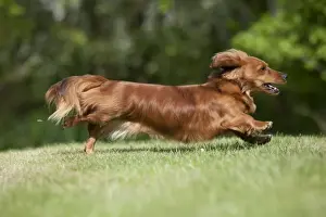 DOG - Miniature long haired dachshund running in garden