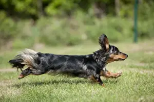 DOG - Miniature long haired dachshund running in garden