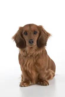 Teckels Prints: Dog - Miniature Long Haired Dachshund - sitting down
