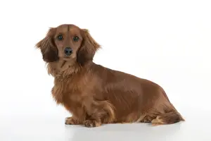 Dog - Miniature Long Haired Dachshund - sitting down