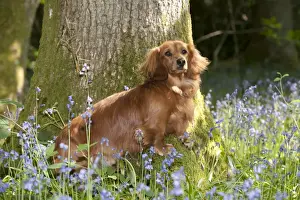 DOG - Miniature long haired dachshund sitting in bluebells