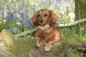 Minature Prints: DOG - Miniature long haired dachshund sitting in bluebells