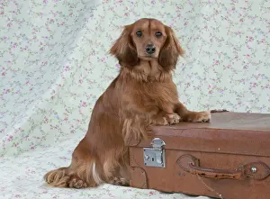 Suitcases Prints: Dog - Miniature Long Haired Dachshund - standing on a suitcase