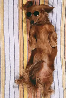 DOG - Miniature long-haired dachshund / Teckel - sunbathing, wi