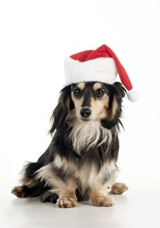 Images Dated 3rd April 2012: DOG - Miniature long haired dachshund wearing christmas hat sitting Digital Manipulation