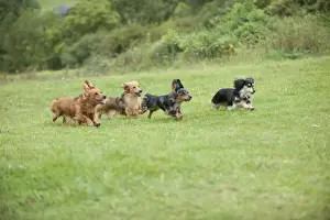 DOG - Miniature long haired dachshunds running through field