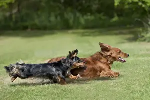 DOG - Miniature long haired dachshunds running in garden
