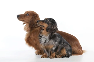 Dog - Miniature Long Haired Dachshunds - sitting down together Dog - Miniature Long Haired Dachshunds - sitting down together