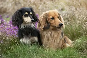 DOG - Miniature long haired dachshunds sitting together