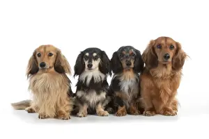 DOG - Miniature long haired dachshunds sitting in a row