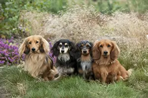 DOG - Miniature long haired dachshunds sitting in a row