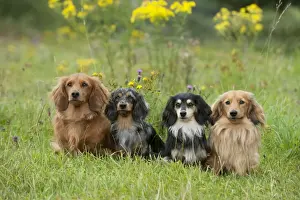 Teckels Prints: DOG - Miniature long haired dachshunds sitting in a row