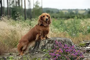 DOG - Miniature long haired dachshunds on a tree stump