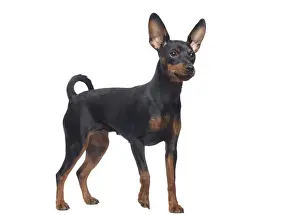 Pinscher Prints: Dog - Miniature Pinscher