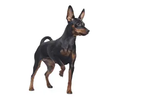 Dog - Miniature Pinscher