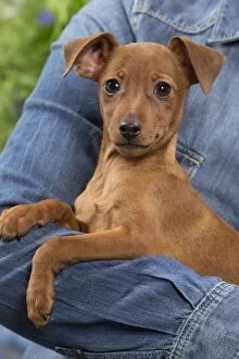 Dog - Miniature Pinscher puppy in owners arms