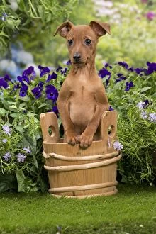 Buckets Gallery: Dog - Miniature Pinscher  puppy in wooden basket