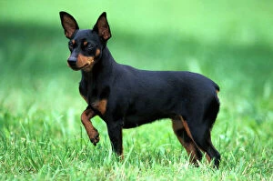 Dog - Miniature Pinscher standing alert in grass