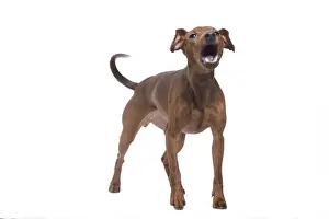 Barking Prints: Dog - Miniature Pinscher in studio