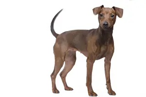 Dog - Miniature Pinscher in studio